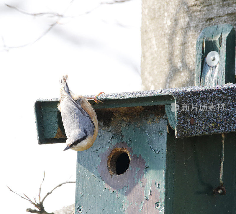 Nest Box设计的欧亚坚果(Sitta europaea)